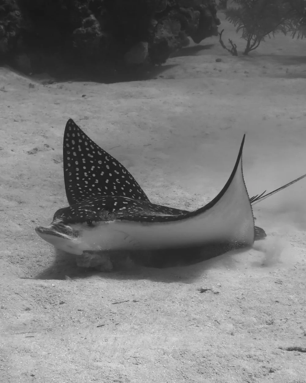 An eagle ray gliding over the reef in Roatan