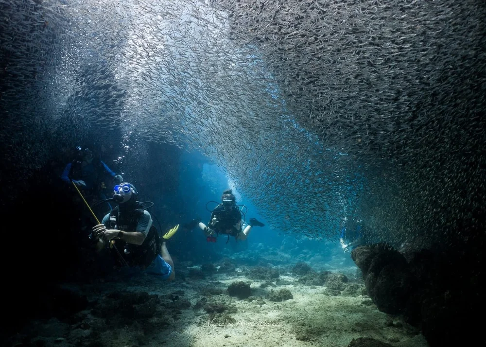 PADI instructor candidates swimming through a school of silversides in Roatan