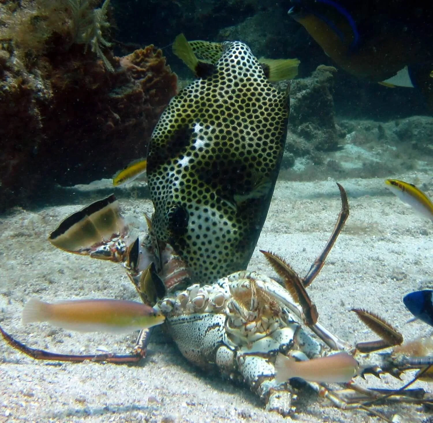 trunkfish-feeding-on-lobster.jpg