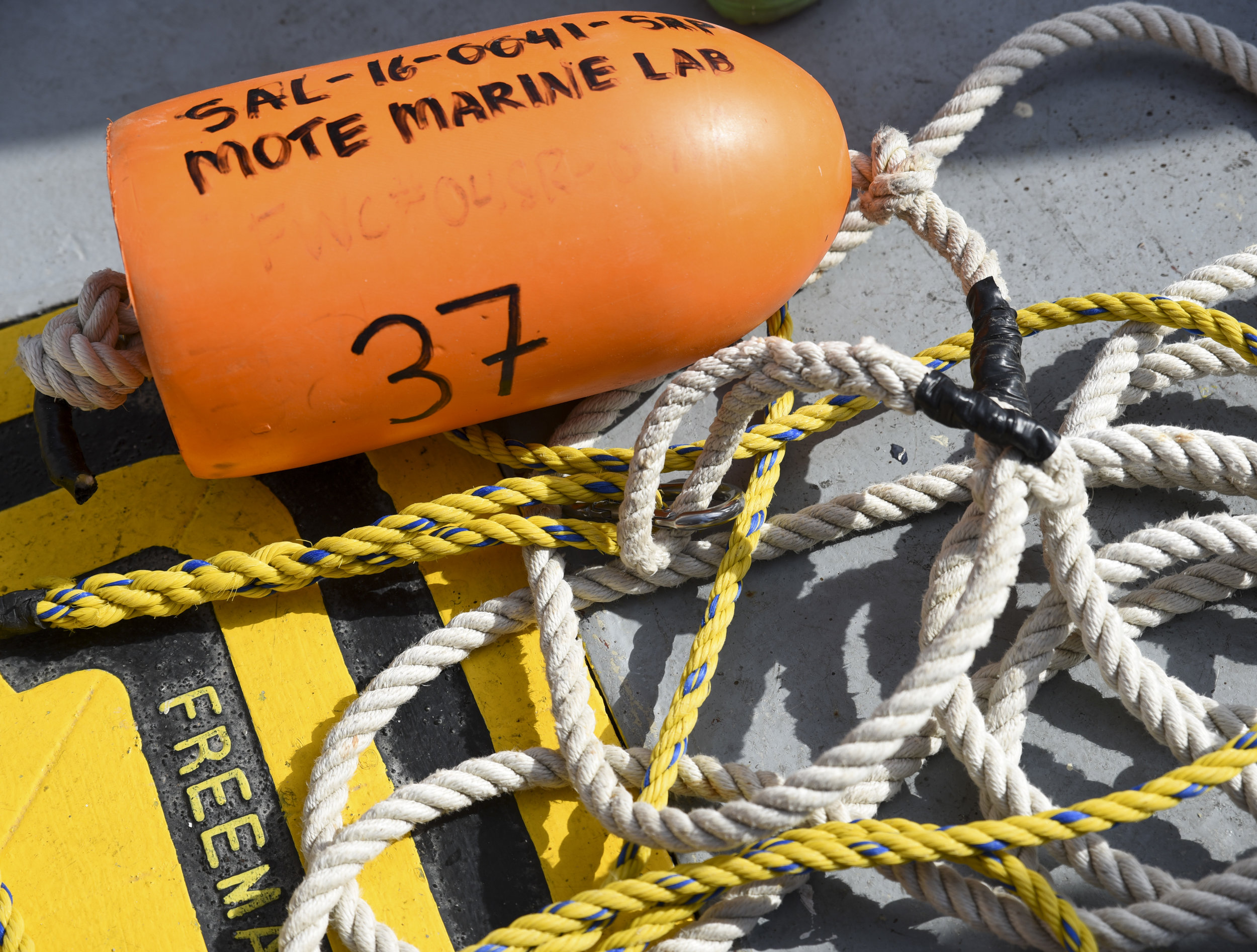  An orange floater lies on the outside deck of the R/V Bellows.&nbsp;The brightly-colored floater was attached via rope to a baited hook, which was left in the ocean in the hopes of attracting a shark. After a shark was captured, it was brought on bo