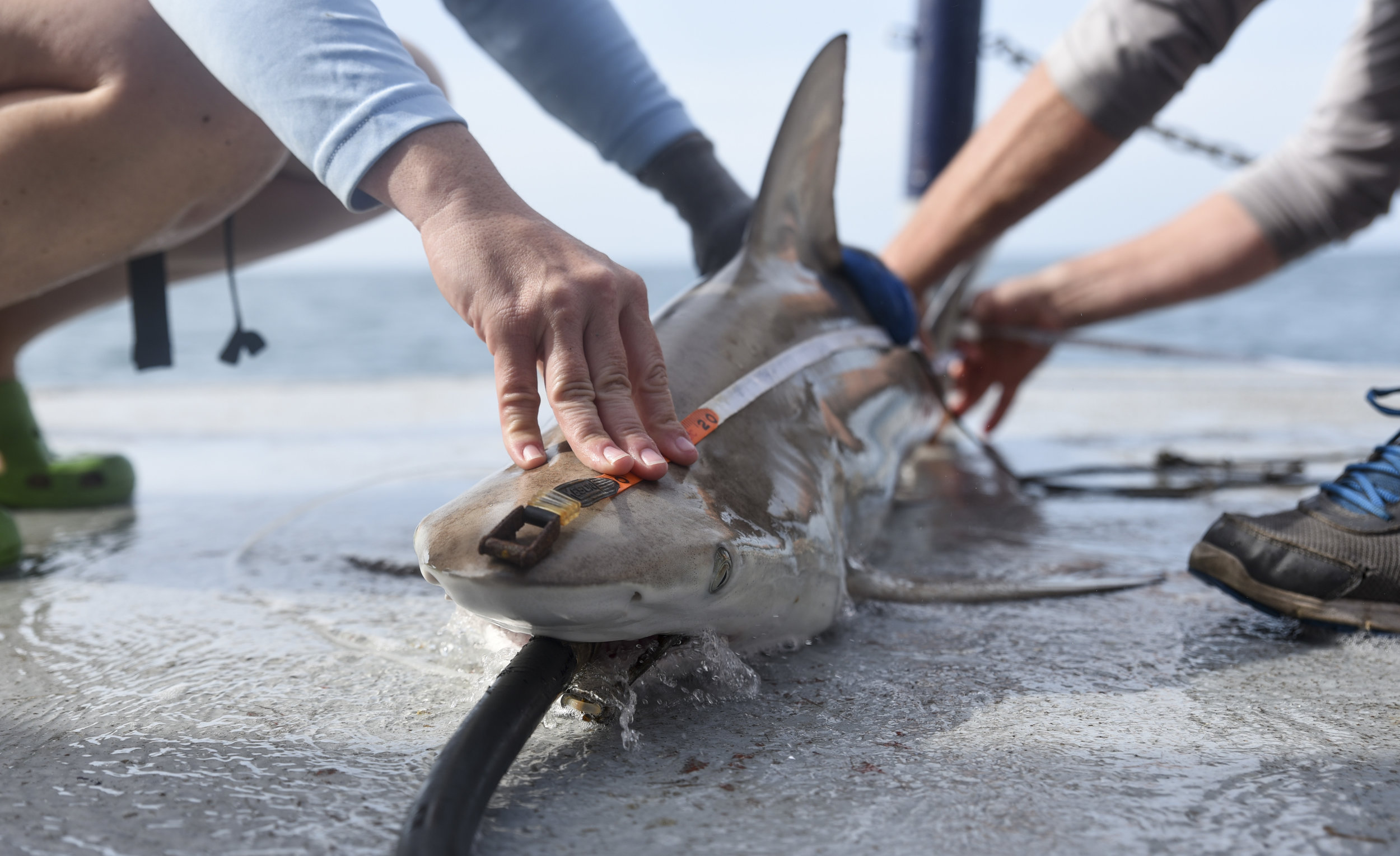  Jayne Gardiner of the New College of Florida, left, and Jack Morris of the Mote Marine Lab, measure the length of a male Blacktip shark brought aboard.&nbsp;A hose spouting sea water, called a resuscitation hose, is placed in the shark's mouth to al