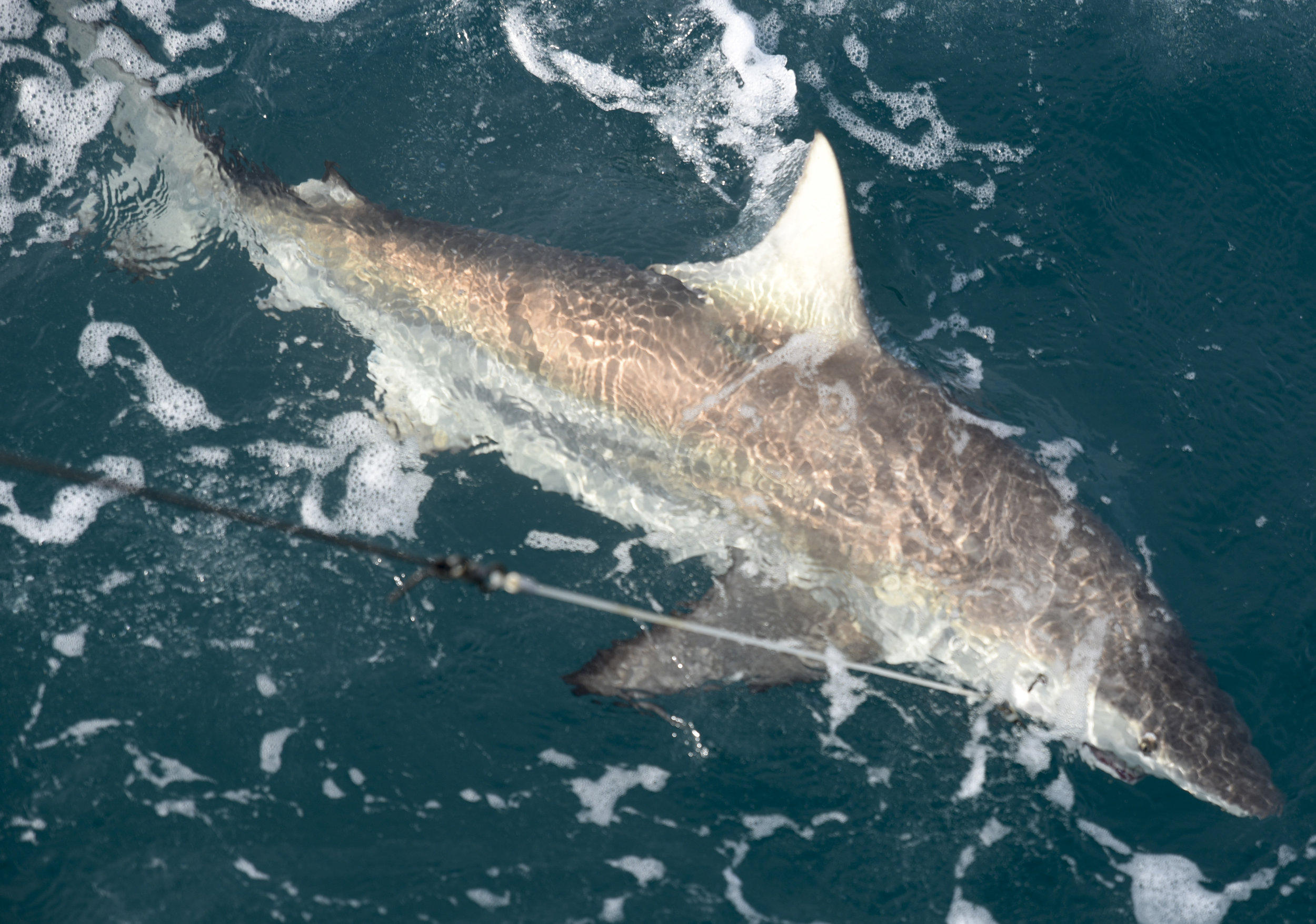  Researchers aboard the R/V Bellows work to bring a Blacktip shark. Sharks are often fierce fighters, many times biting through lines before they can be brought aboard. 