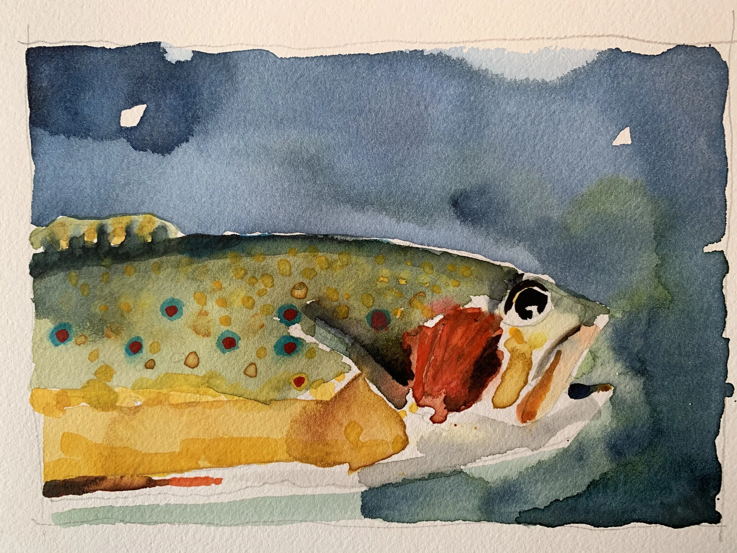 Brook Trout, Yellowstone River