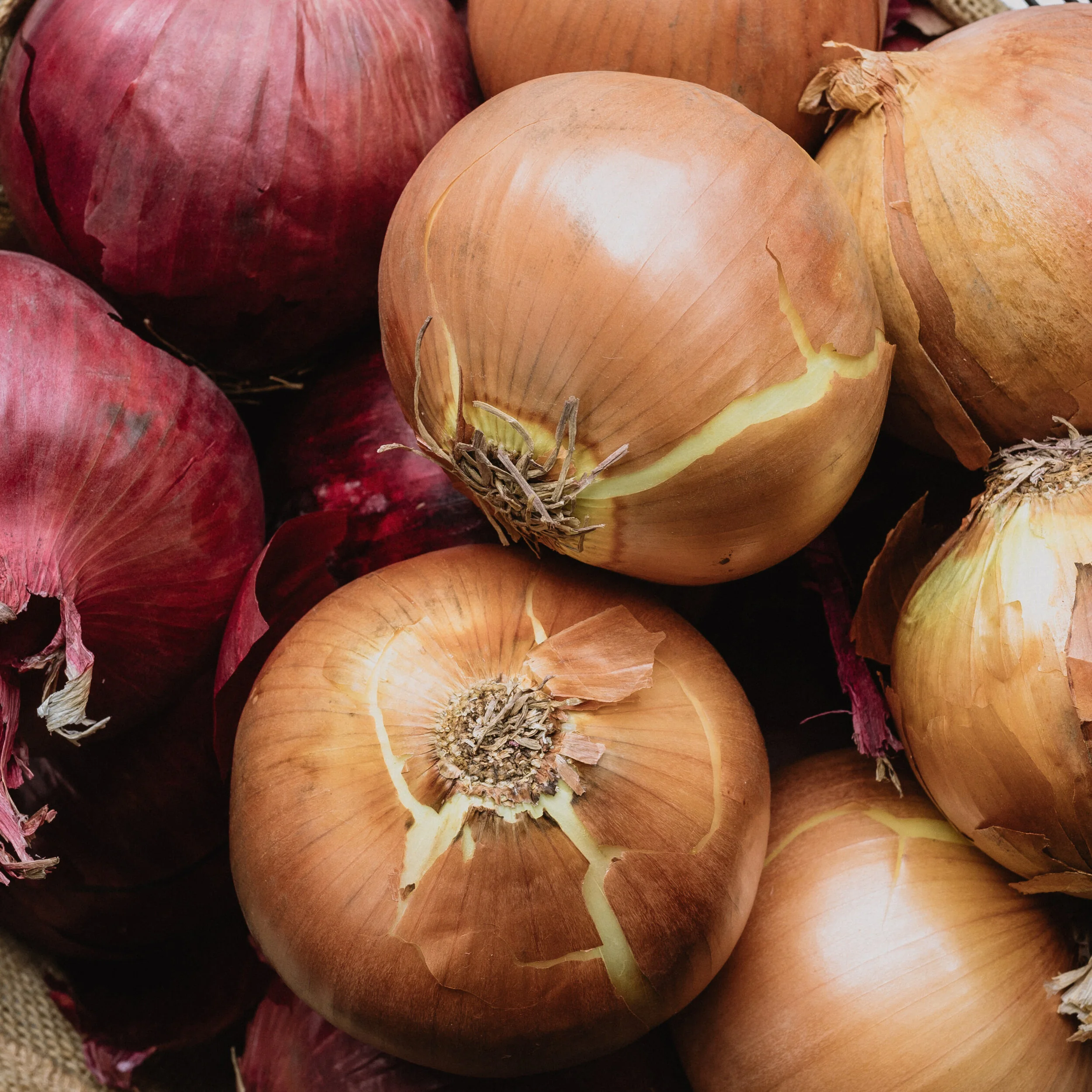 Onions.jpg