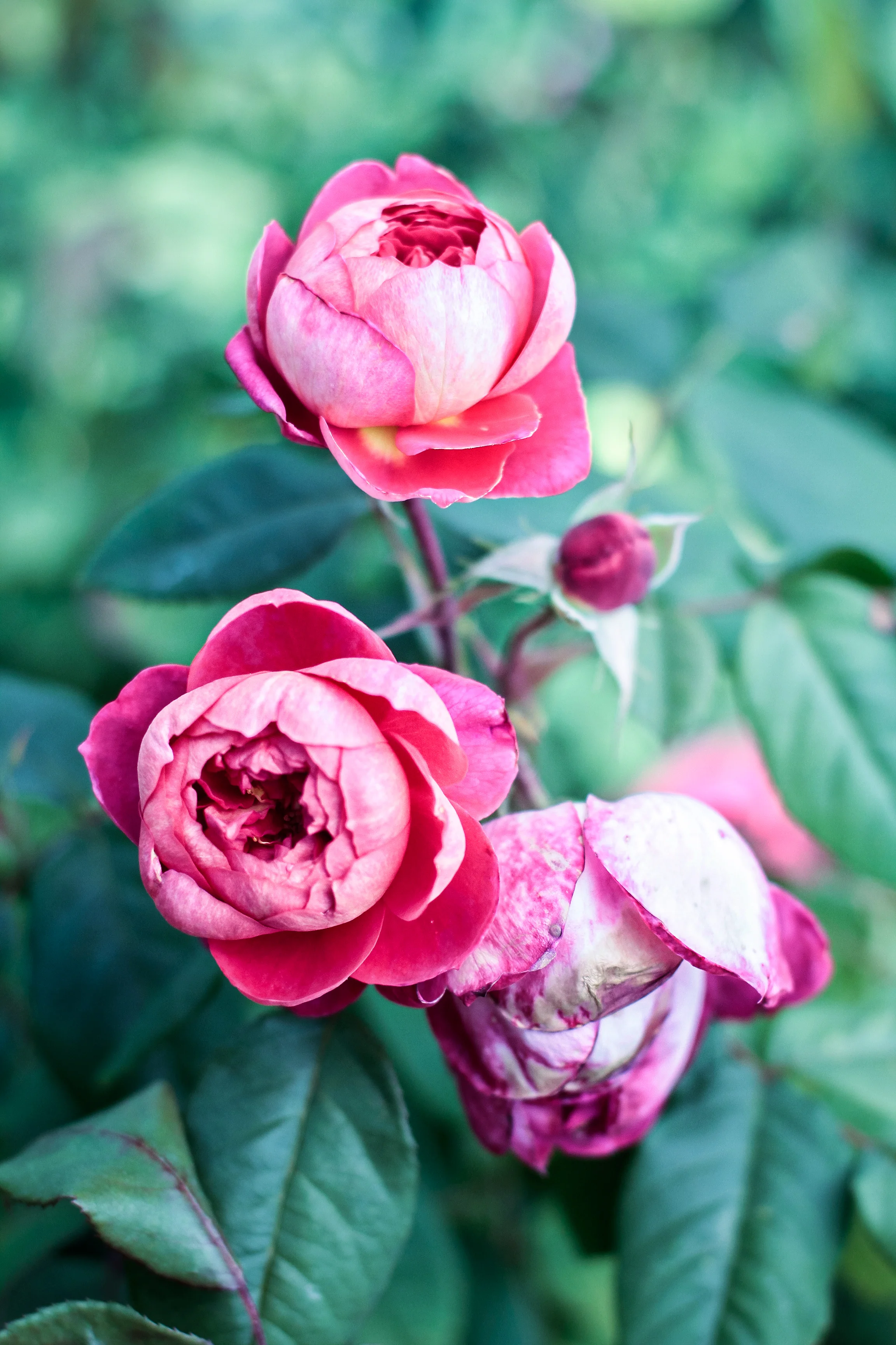 GA-AUG2015-93.jpg