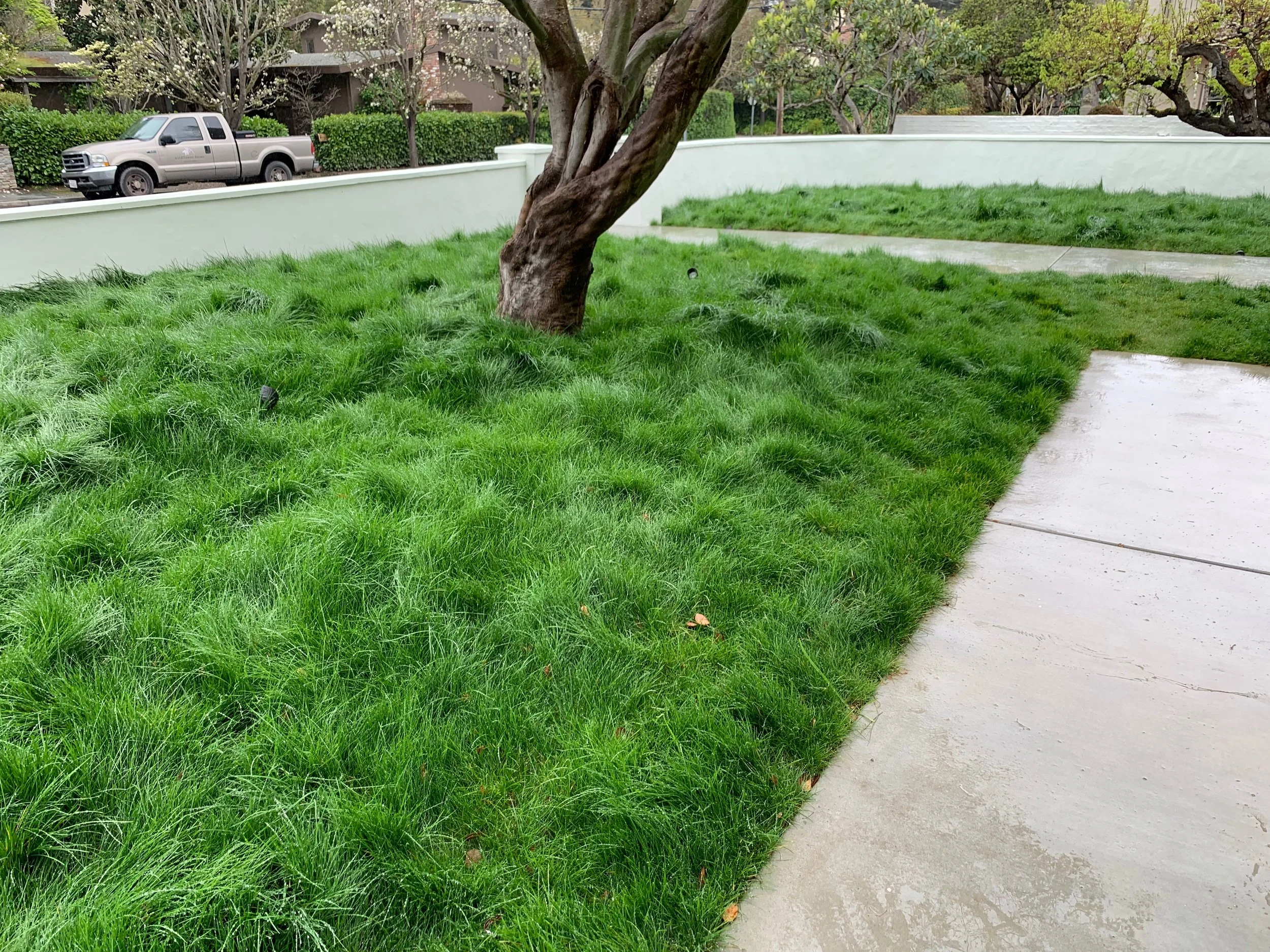 grass.JPG