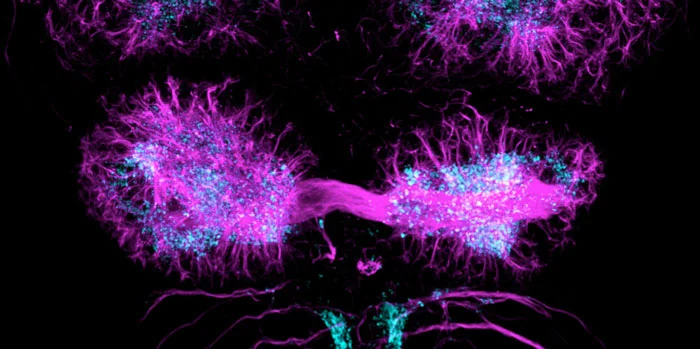 Figure 1: Image of the left and right-sided habenular nuclei of larval zebrafish showing left/right structural asymmetries in the processes of neurons (pink) and their connections (blue). Image by Ana Faro and Tom Hawkins in Steve Wilson's group at UCL.