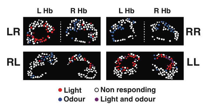 Figure 2. Examples of neuronal activity in the left and right habenular nuclei (L Hb and R Hb) of four different four-day old fish with normal left-right habenular laterality (LR), reversed laterality (RL), symmetric double-right (RR) and symmetric double-left (LL) habenulae showing lateralization of neuronal responses to light and odour. Neuronal cell bodies are shown as dots colour-coded in red, blue, violet, or white depending on whether they responded to light, odour, both light and odour, or were non-responding.