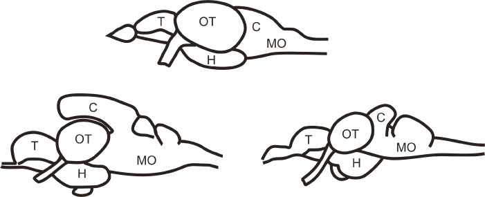 Figure 1. Brain diversity in ray-finned fishes. Simplified schematic drawings of three brains from otophysans (members of the 'Otophysi clade', that is, a subgroup within ray-finned fishes). Top: zebrafish, bottom left: catfish; bottom right: goldfish. Note how different these brains look despite being from relatively close related species. Abbreviations mark some common divisions or regions in the brain: C, cerebellum; H, hypothalamus; MO, medulla oblongata; OT, optic tectum; T, telencephalon.