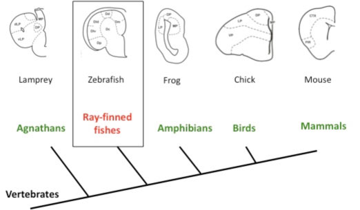 Figure 2. Telencephalon diversity in ray-finned fishes. Simplified phylogenetic tree for vertebrates, including examples of members of each group (from lamprey to mouse) and a drawing of one half of its telencephalon in transverse section (top). Only ray-finned fishes (marked with a rectangle) have an everted telencephalon.
