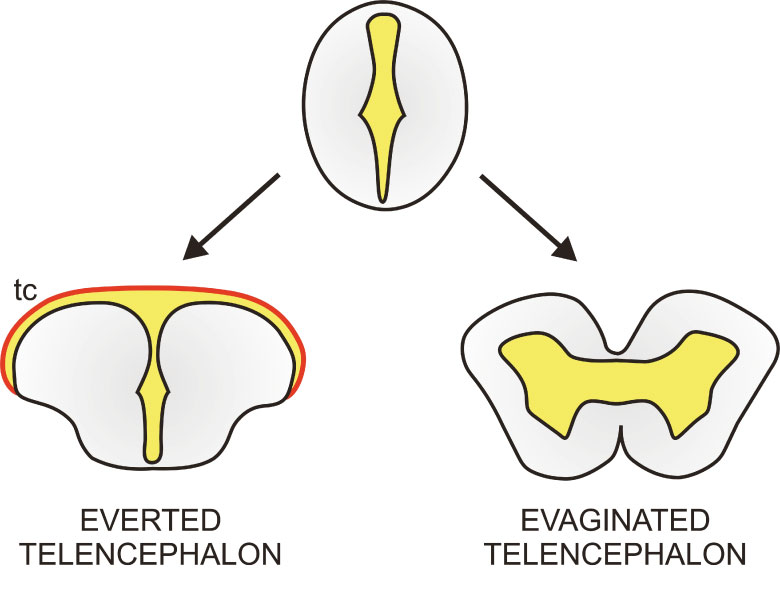 Figure 3. Differences between everted and evaginated telencephali. Simplified drawings of transverse sections through an everted (bottom left) and evaginated (bottom right) telencephalon. Neural tissue is highlighted in grey and the cavity or ventricle in marked in yellow. The presence of an extended epithelial-like tissue that covers the ventricle dorsally (tc, tela choroidea; in red) is also a characteristic trait of an everted telencephalon. Both telencephalic morphologies originate during embryonic development from the neural tube (top). Adapted from Gage (1893).