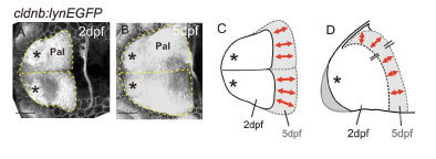 Figure 5. Dorsal views of telencephali at 2 (A) and 5 days (B) labelled with the transgene cldnB:GFP. The outlines of the telencephali are overlaid in C (dorsal view) and D (lateral view) to illustrate that most growth occurs along the anterior posterior axis but the mediolateral dimensions alter relatively little. Asterisks: olfactory bulbs; Pal: pallium.