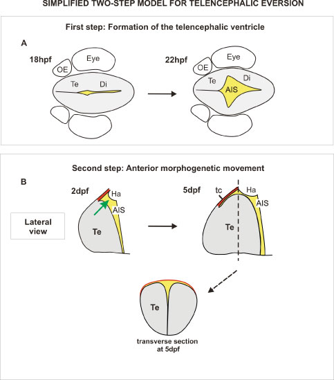 Figure 6: 'Simplified' two step model for telencephalic eversion in zebrafish (you can find the full version in our paper). Summary diagrams illustrate the major morphogenetic movements leading to the everted telencephalon in the zebrafish brain. A. First, at around 18hpf, an out-pocketing of the ventricular surface forms the anterior intraencephalic sulcus (AIS) with its diamond shaped roof (not shown here). B. Next, between 2dpf and 5dpf, the telencephalon grows along the AP axis and bulges into the AIS (green arrow). During this phase, the roof of the AIS also expands along the AP axis to form the 'tela choroidea' (the presence of an extended 'tela choroidea' is a characteristic trait of everted telencephali). Transverse section through the level indicated at 5dpf (dotted line) shows that the telencephalon has acquired its standard everted morphology at this stage. AIS, anterior intraencephalic sulcus; Di, diencephalon; Ha, habenula; OB, olfactory bulb; OE, olfactory epithelium; P, posterior; tc: tela choroidea; Te: telencephalon.
