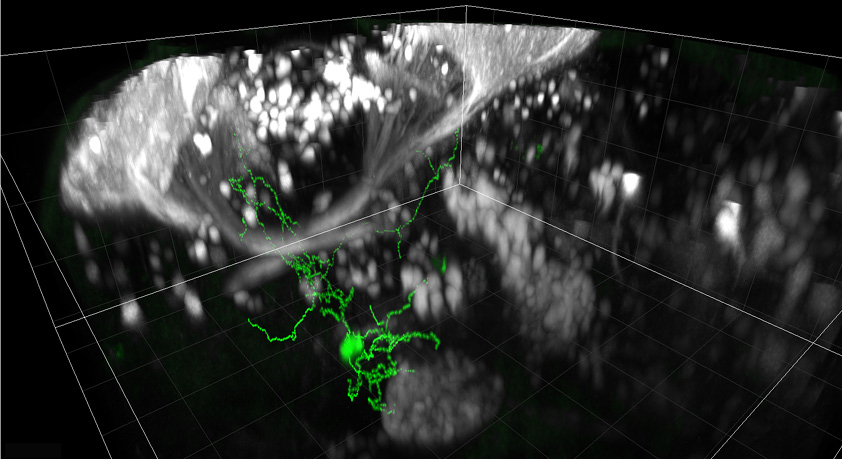 electroporated_cell (jpg).jpg