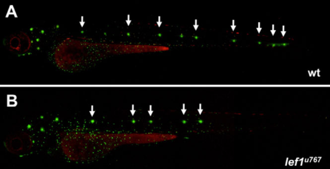 Figure 1. This picture shows the pattern of neuromasts in a normal and lef1 mutant larvae after 4 days of development. Lateral line neuromasts in zebrafish larvae are easily identifiable by different fluorescent dyes and assessed in vivo. Wild types show the expected distribution of seven or eight of these structures spanning the trunk and tail, when they are incubated in one of these dyes. The lef1 mutants have a reduced number of neuromasts, displaying only the first four or five and lacking the most caudal ones (B). The reagent used for staining in this case is DioC6, which emits in the green wavelength under fluorescence. Heads of the fish are to the left and tail to the right in both pictures.