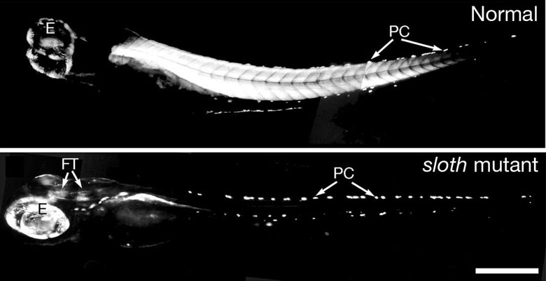 This is a picture of normal and sloth mutant embryos after 4 days of development. The eyes (E) are to the left and the tail is to the right, pigment cells (PC) spread down the trunk of the embryos can be seen in both embryos. The embryos are illuminated using polarised light, under polarised light the thick filaments of the muscle show up bright white. In the normal embryo, the chevron-shaped muscle blocks can be seen down the whole of the trunk of the embryo, the sloth mutant is completely dark apart from the pigment cells, eyes and fibre tracts in the brain (FT). This demonstrates the lack of thick filaments in the muscle.
