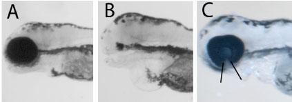 Figure 2. A) Partial loss of function of tfap2a does not affect eye development in an otherwise genetically normal fish embryo. Embryos carrying mutations in bmp4 or tcf7l1a genes but with functional tfap2a have normal eyes as in A. B-C) Anopthalmia and enhanced coloboma phenotypes result when embryos have compromised function of tfap2a and ztcf7l1a (B) or bmp4 (C) respectively.