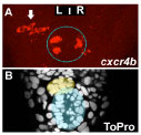 Figure 1: Temporal LR asymmetry in habenular neurogenesis. Images looking down onto the midline of a zebrafish embryo brain. A : cxcr4b expressing neurons appear earlier in the left habenula (arrow) than in the right. The epiphysis is indicated by a dotted blue circle. A’ Staining of all cells in the same brain allows detection of the parapineal (yellow shading) and pineal (blue shading).