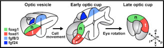 Figure 1: cartoon illustrating the reorganisation of the nasal-temporal axis during maturation of the optic cup. The source of Fgf signals is shown in blue, the future nasal region of the retina is shown in green and the future temporal region in red. The olfactory placode (the future nasal epithelium, dark blue) is one source of Fgfs and the other is the telencephalic region of the forebrain (pale blue).