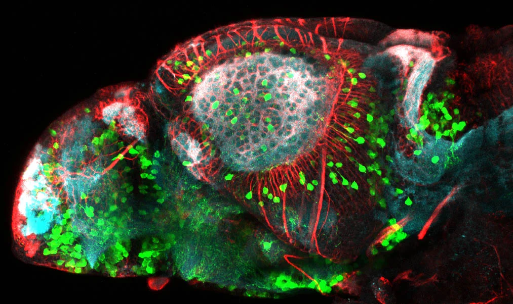 Tg(1.4dlx5a-6a:GFP) embryo stained against GFP, SV2 and acetylated tubulin