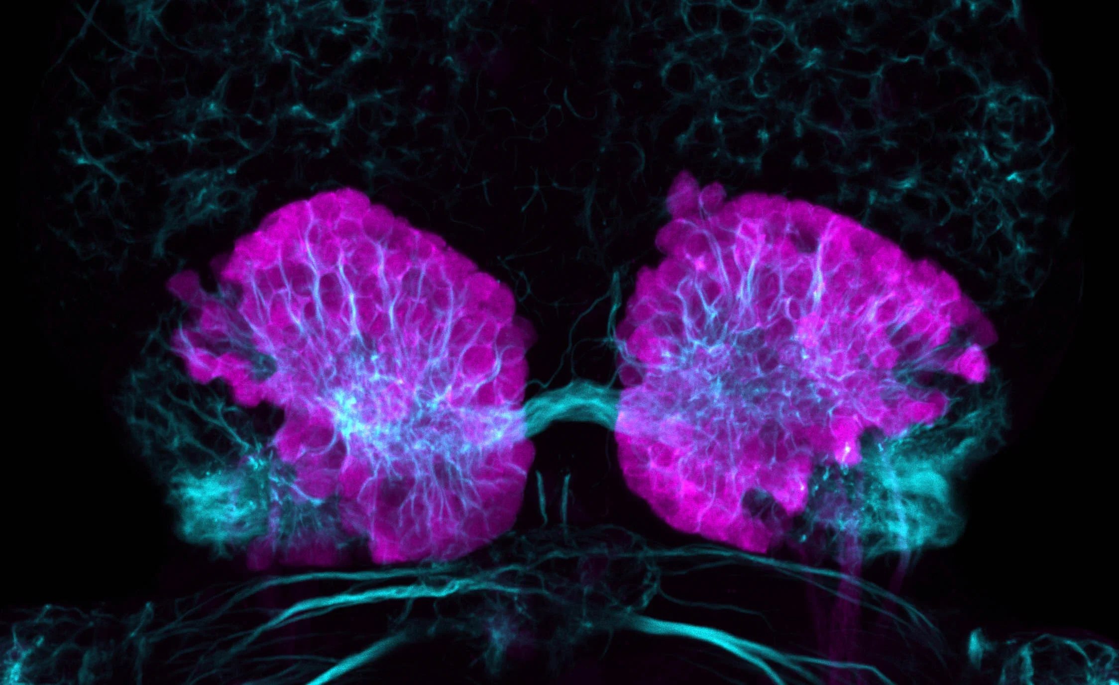 Habenular nucleus, zebrafish.