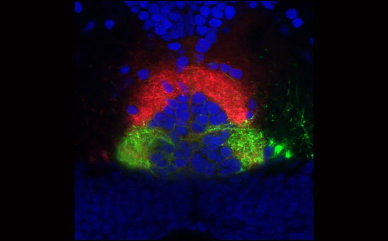 Innervation of the Interpeduncular nucleus.