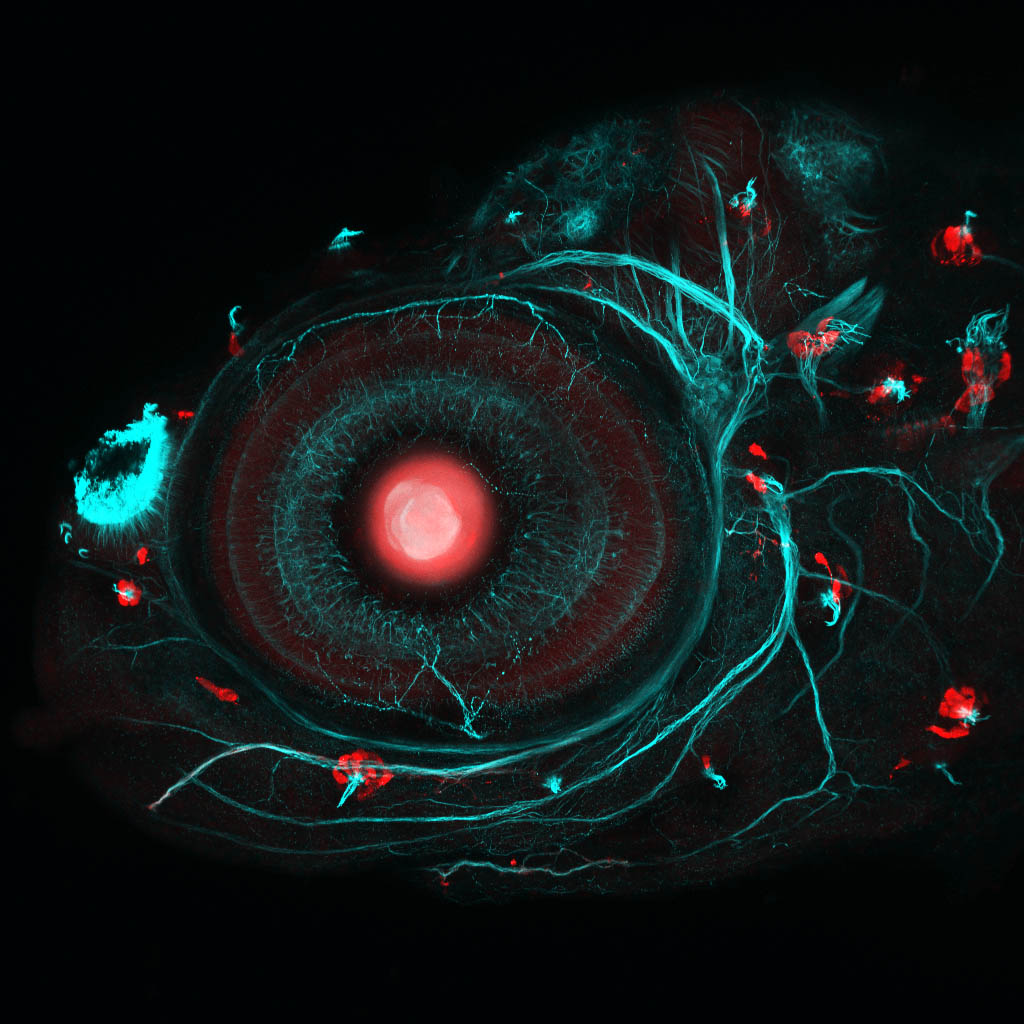 Zebrafish eye and neuromasts