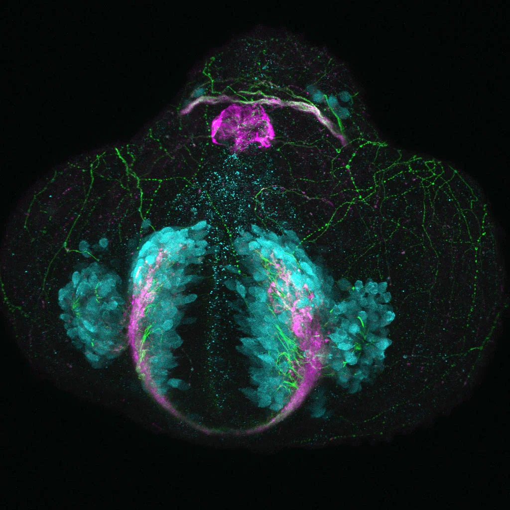 Glutamatergic neurons in the zebrafish telencephalon