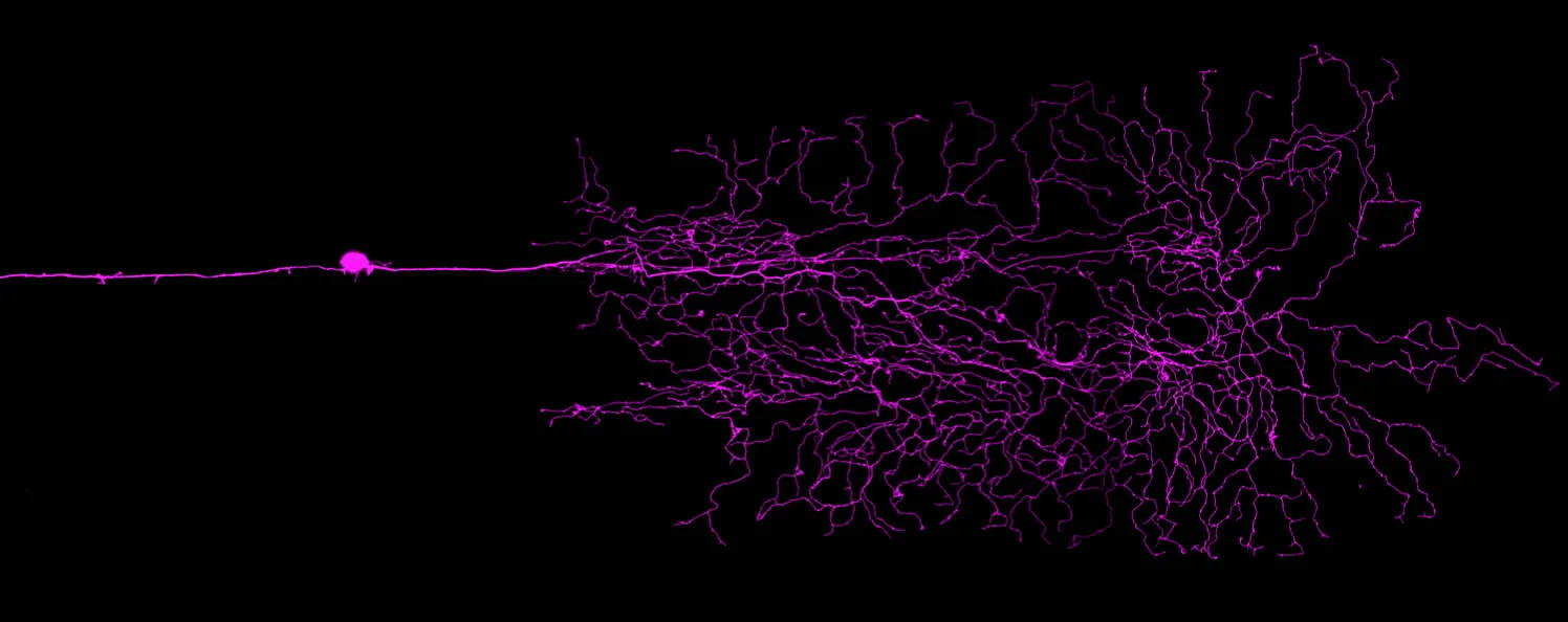 Zebrafish mechanosensory tail cell