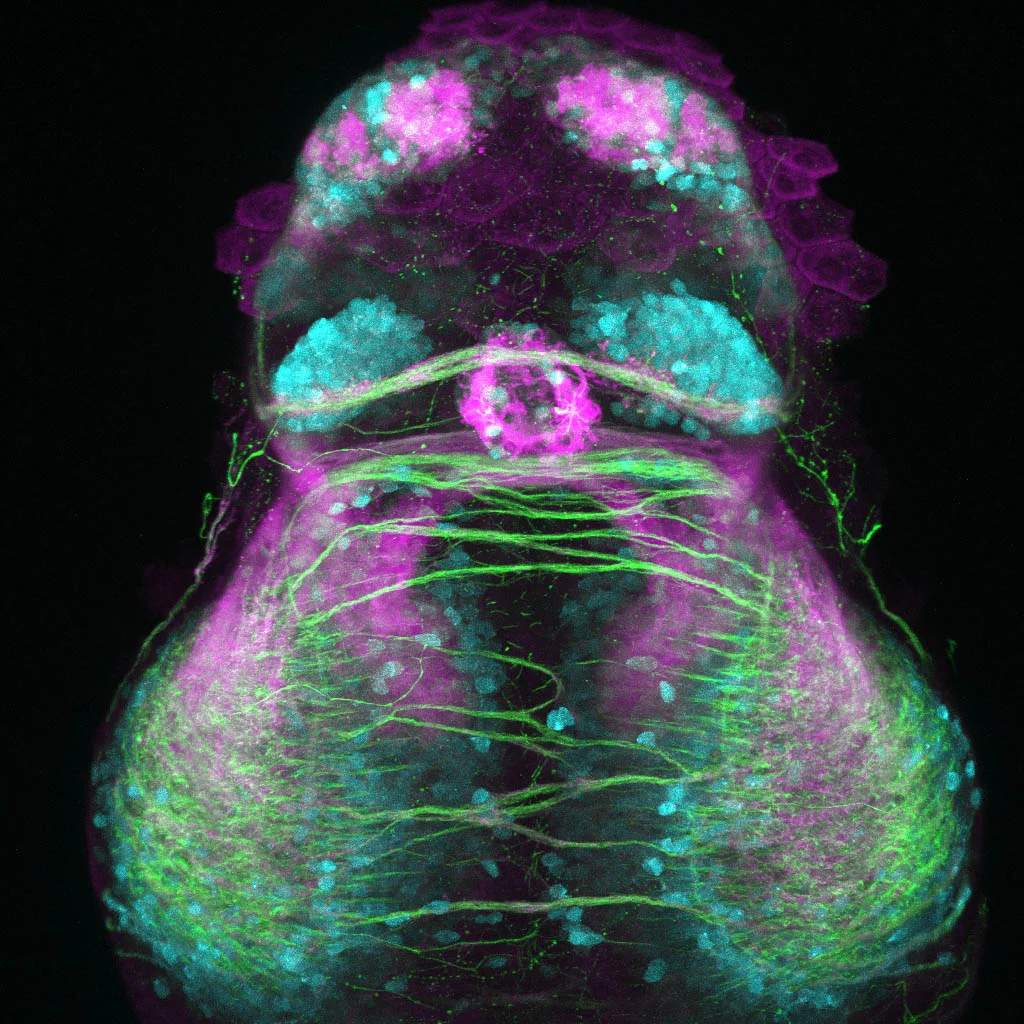 Glutamatergic neurons in the early zebrafish forebrain