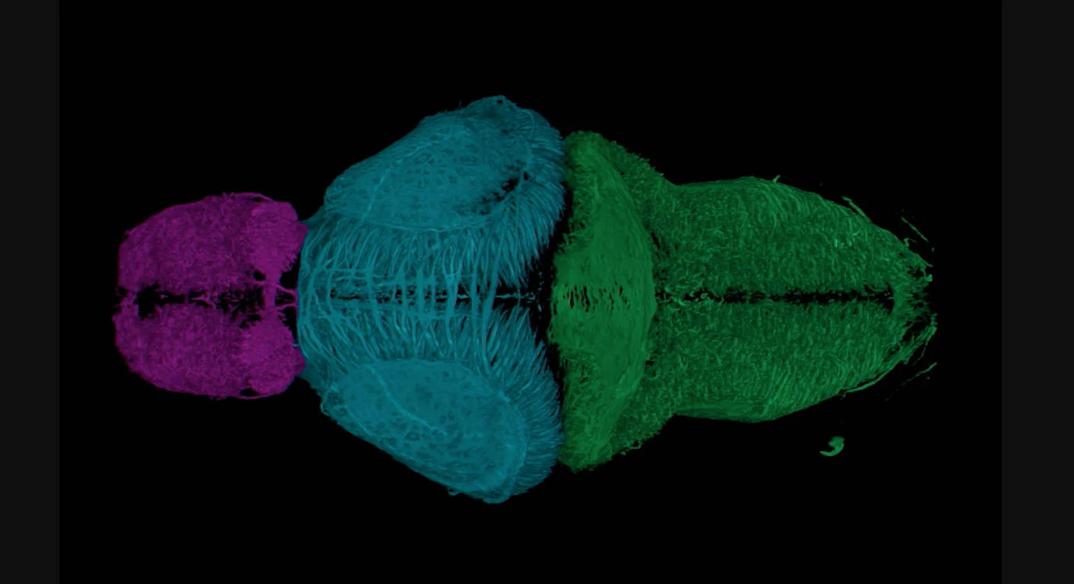 Zebrafish brain segmented