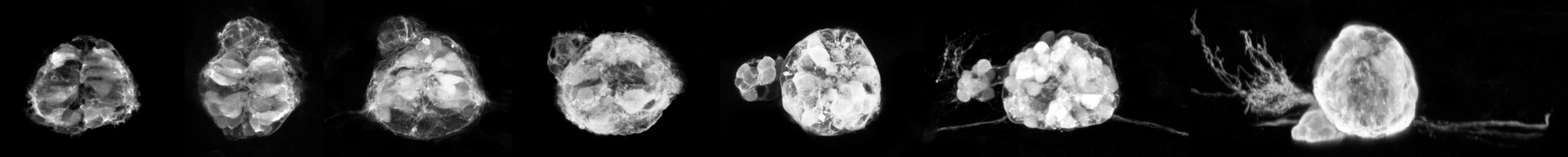 Zebrafish parapineal development