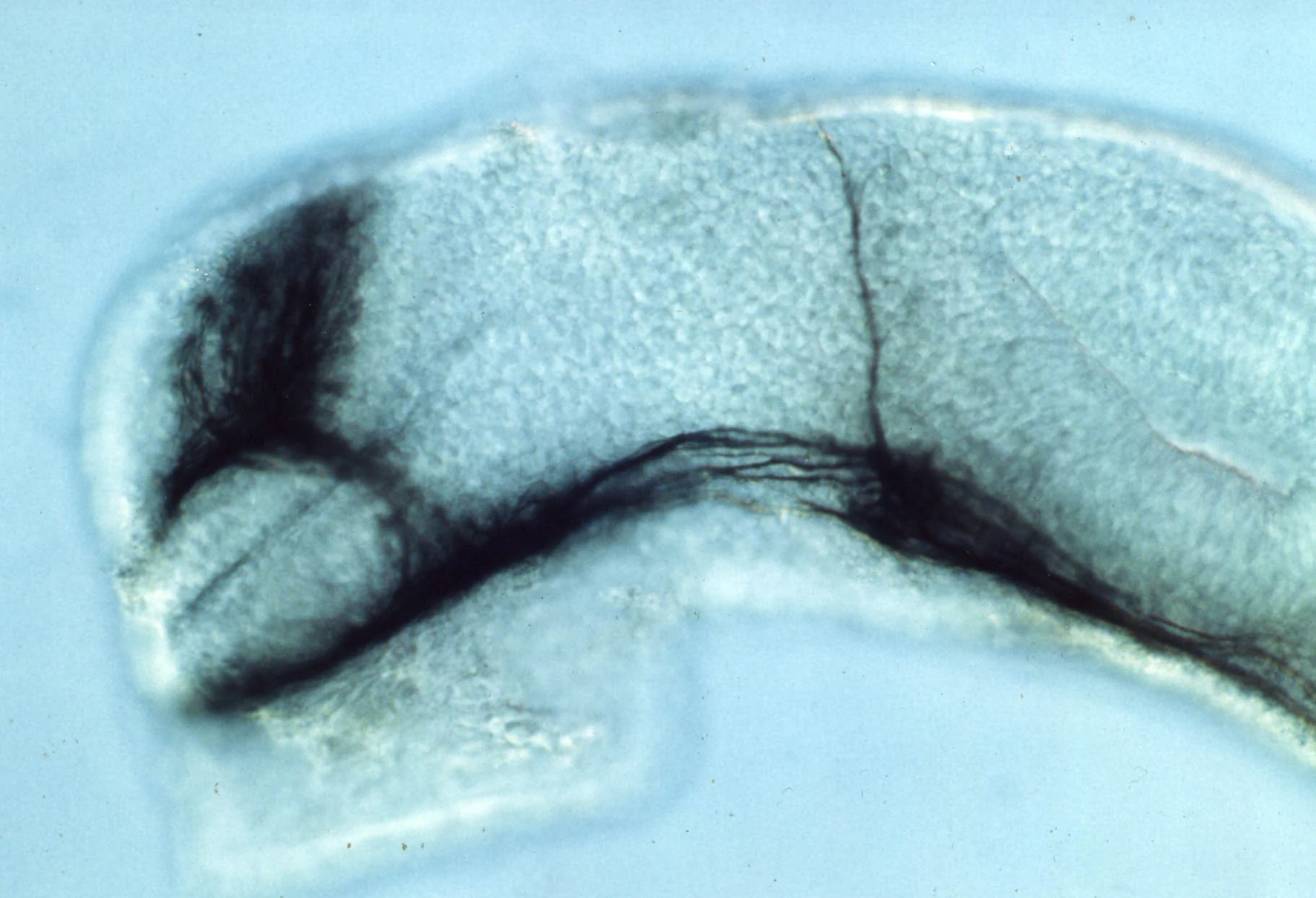 Anti-tubulin labelled axons in the fish brain