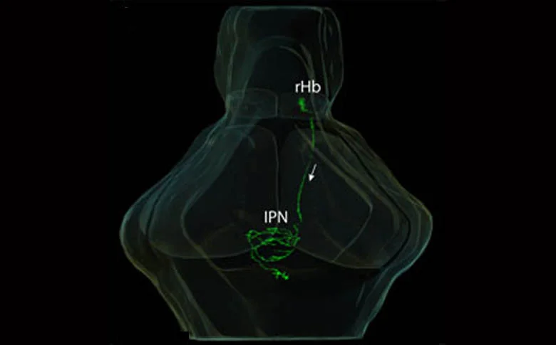 Focal electroporation of an habenular neuron.