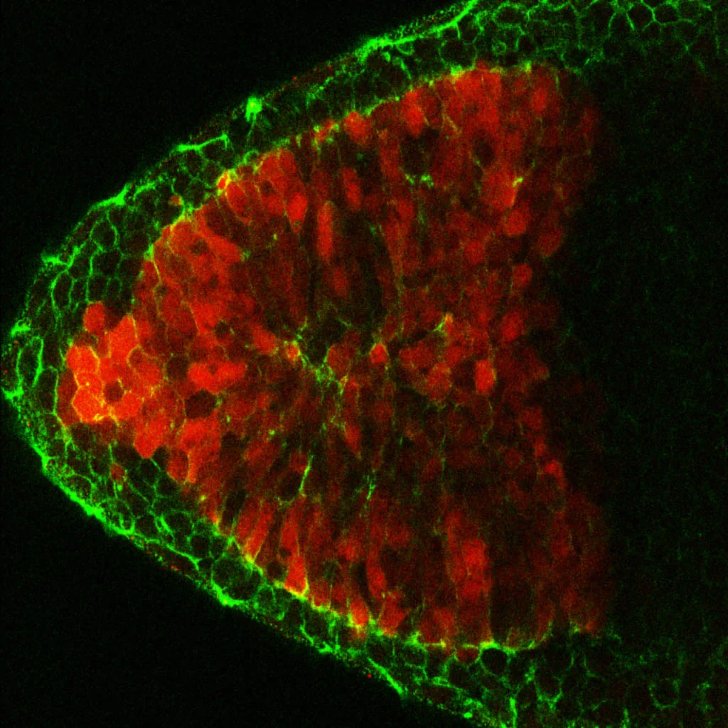 Dorsal view of the anterior neural plate