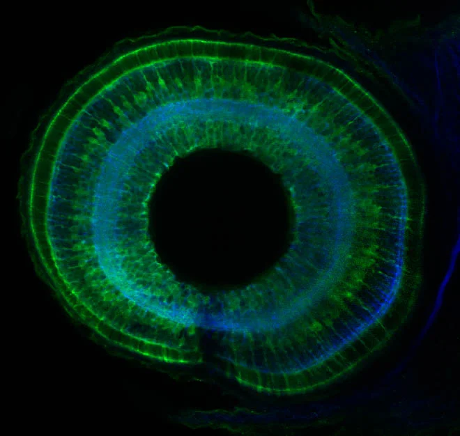 Beautiful eye