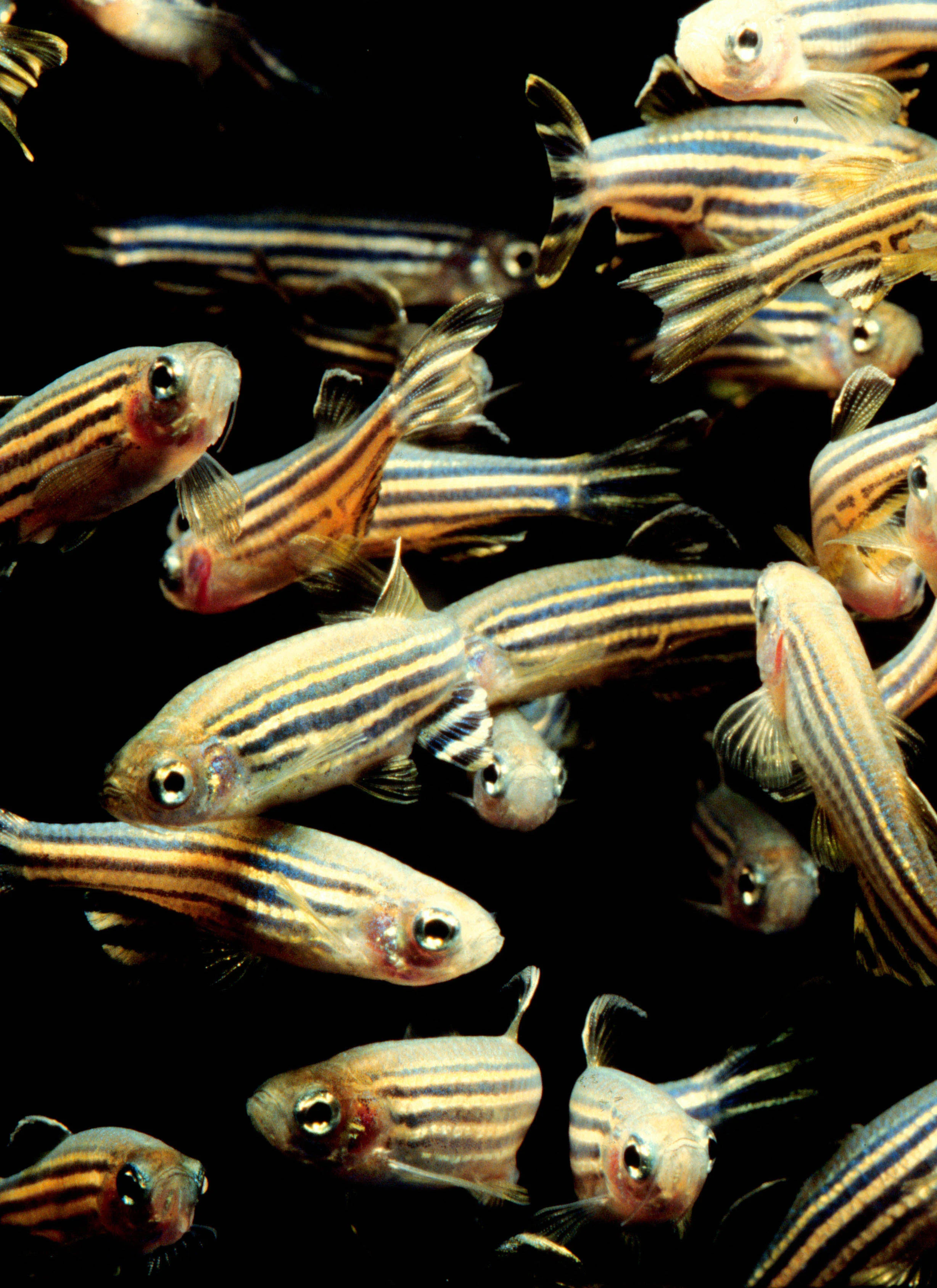 Zebrafish