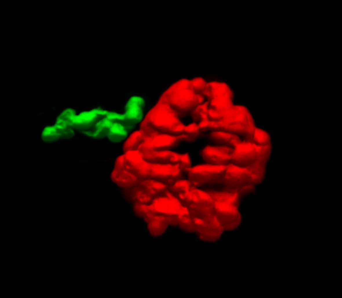 The pineal organ labelled in red and the left-sided parapineal nucleus in green