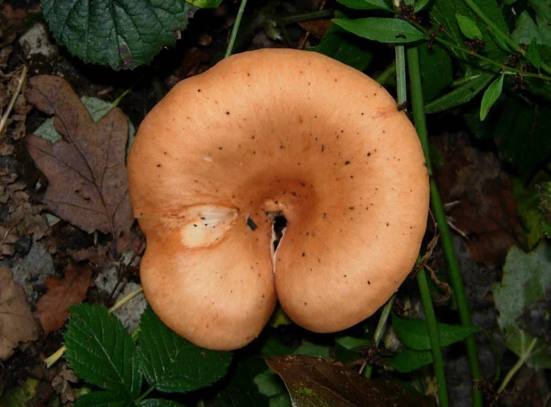 Fungal fissure