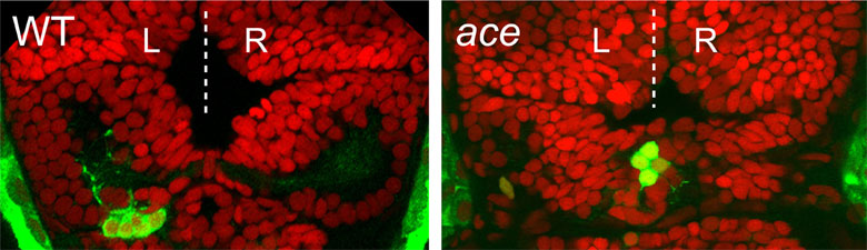 Images of brains of normal (wild-type, WT left) and ace/fgf8 mutant (right) zebrafish in which all cells are labelled with a red nuclear marker (TOPRO-3) and parapineal neurons with an additional green marker (green fluorescent protein). The parapineal neurons are on the left in the wild-type brain but stuck at the middle in the fgf8 mutant.