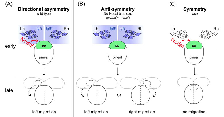Schematic representing Fgf8 and Nodal signalling (top) and resulting brain asymmetry (bottom) in normal (wild-type) embryos (A), in embryos with unbiased Nodal signals (B) and in fgf8 mutants (ace, C). Lh, left habenula; Rh, right habenula. The habenulae are paired structures that produce Fgf8 signals and elaborate asymmetries themselves in response to parapineal migration.