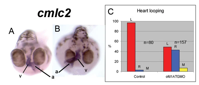 Figure 2. Heart laterality: A shows the normal postion of the heart (blue), B is an example of a laterality defect where the heart loops in the opposite direction. The plot shows the proportion of right/medial/left positioned hearts in normal embryos and embryos with disrupted Ofd1 function.