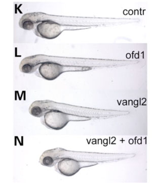 Figure 3. This picture shows how ofd1 genetically interacts with vangl2 in gastrulation cell movements, resulting in shorter larvae: partial loss of ofd1 doesn't affect embryo length, but when there is also disruption to the vangl2 gene, this results in much shorter embryos.