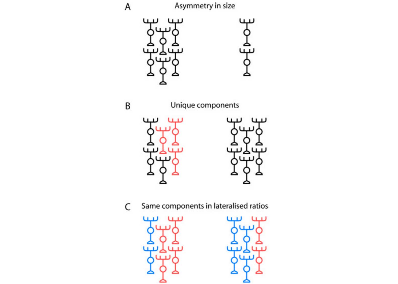Figure 2: Models for lateralization of neural circuits. (A) In a simple 'scaling' model, equivalent regions on the left and right sides of the brain have the same composition and differ only in overall size. Cortical territories and language-associated fibre tracts appear to show this mode of lateralization. (B) Unique types of neuron or patterns of connectivity might be specified on one side of the brain (indicated by the unique red neurons on the left in this schematic). For example, the parapineal nucleus of neurons is located on the left side of the brain and innervates the left habenula with no equivalent neurons on the right. (C) The same circuitry components are produced on both sides of the brain but in different relative ratios so as to produce unique, lateralized circuits. This is the model we propose for habenulo-interpeduncular circuitry.