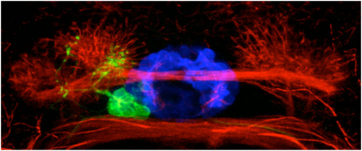 Figure 1. An image of asymmetric neurons in the larval fish brain. The blue neurons are at the midline of the brain, the green parapineal neurons are on the left and the red habenular neurons are differently organised on the left and the right.