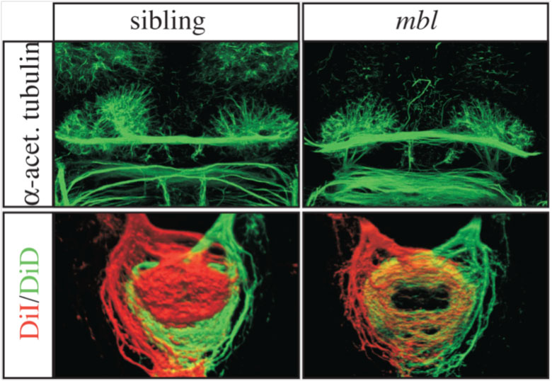 Figure 2. Images of brains of normal (sibling on the left) and masterblind/Axin1 (mbl on the right) mutant embryos. The habenulae in the top panel are asymmetric in the normal brain but symmetric in the mutant. (Bottom panel) These panels shows the connections made by the left habenula neurons (red) and the right habenula neurons (green). Left and right connections are segregated in the normal embryo but intermixed in the mutant consistent with the brain having symmetric double right character.