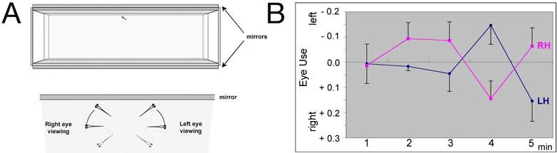 Figure 2. fsi fry with reversed visceral and brain asymmetries show reversal of eye preference when viewing their own reflection. (A) The top panel shows a schematic of the mirror tank used in the test, the bottom panel how we score which eye is used by the fry for viewing. (B) Normal fry (LH, blue line) show a slight bias to use their right eye initially, but then switch to left eye use and back to left eye use. This bias is reversed in fsi fry with reversed asymmetries (RH, pink line).