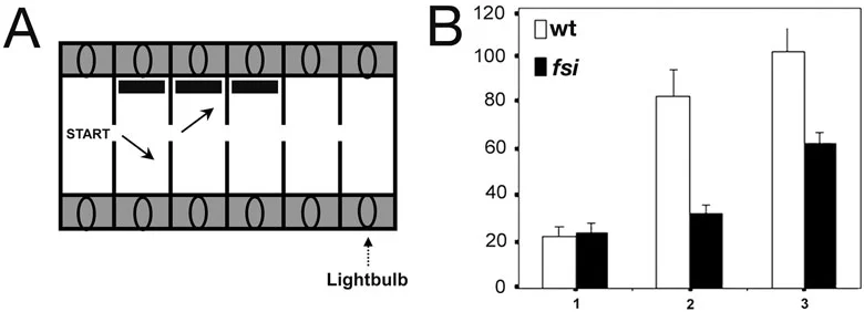 Figure 3. fsi fry with reversed asymmetries emerge into successive compartments with less delay than their normal siblings when encountering a novel visual object. (A) Fry are placed into the lit start compartment, and are then motivated to enter the next compartment by turning off the light in the start compartment and turning it on in the adjacent compartment. This is repeated for 3 successive compartments, each successive compartments feature a novel object (black stripe) on the side wall. (B) Fry are encountering a novel visual object upon emerging into the new compartment. Numbers 1, 2 and 3 on the horizontal axis show the number of consecutive compartments entered; the vertical axis shows the average delay of entering the next compartment after switching the light (in seconds).