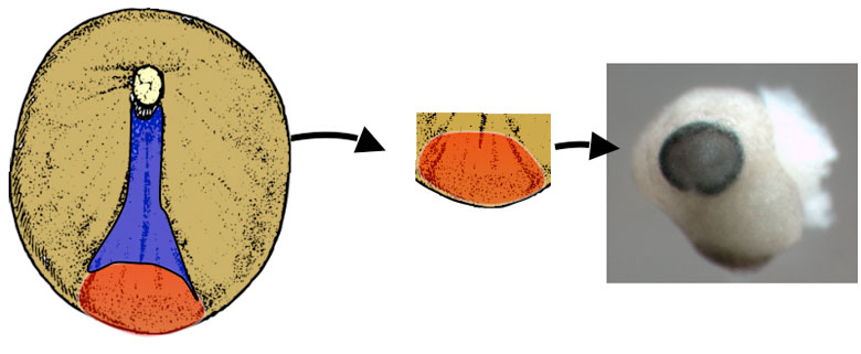 Figure 2. The schematic shows a very young frog embryo where the cells that are going to form the nervous system are coloured in red and blue. The red cells are those that will develop into the brain and eyes (right photo)