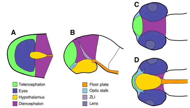 Figure 1: (A) Organisation of brain territories at neural plate stage. The groups of cells giving rise to each territory are shown in different colors. (B-D) The same colour code is used to show the relative positions of the different territories in embryonic brains at a later stage of development, from lateral (B), dorsal (C) and ventral (D) views. Modified from Cavodeassi et al., (2009) Squire LR (ed.) Encyclopedia of Neuroscience, vol. 4, 321-325